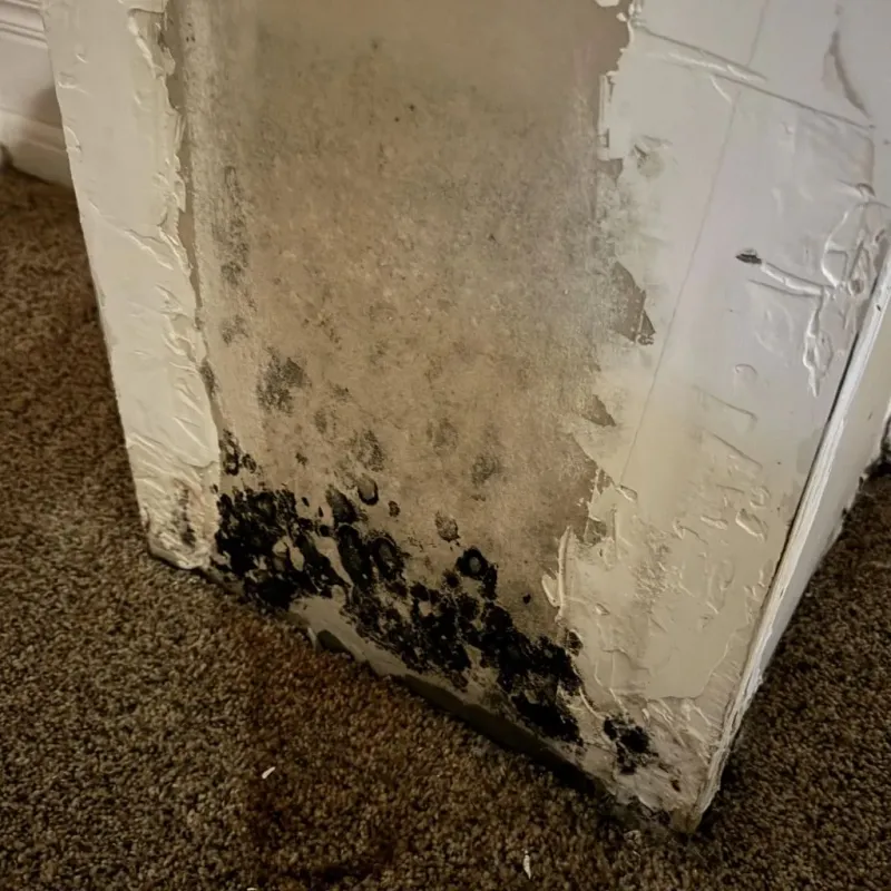 Professional Mold Removal in Glencoe, AL